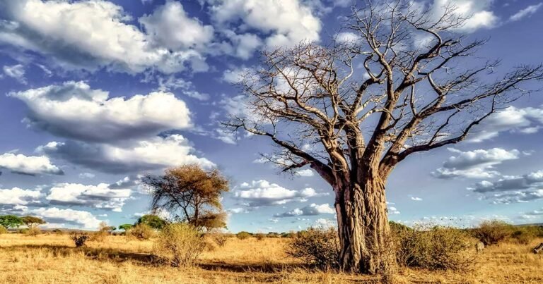 Expanding your business in Africa